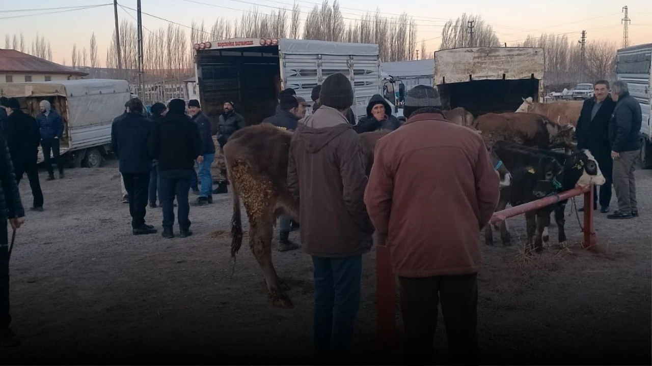 Sivas'ta Kovid Nedeniyle Kapatılan Hayvan Pazarı Yeniden Açıldı! 