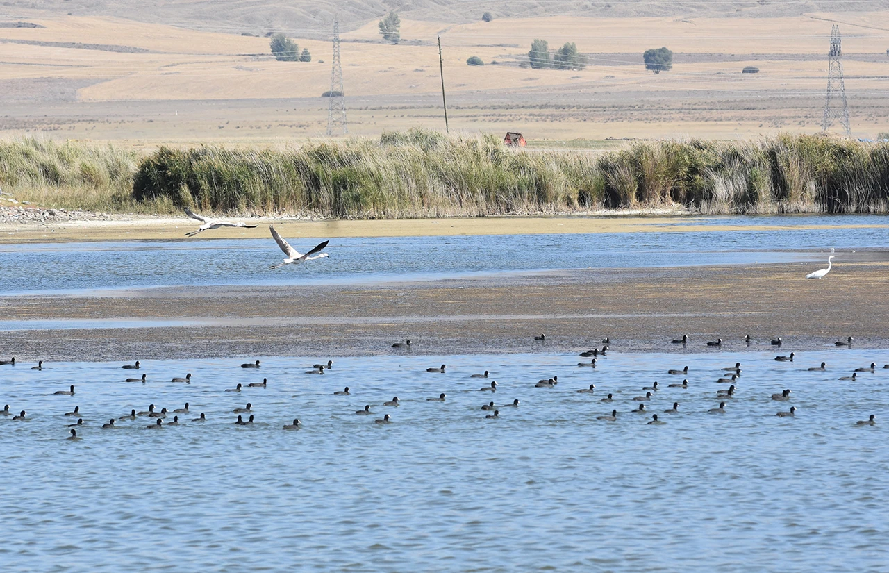 Sivas'ta Kuraklık Alarmı Veren Göle "Flamingo" Sürprizi 