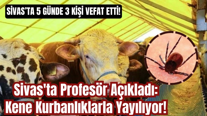 Sivas'ta Profesör Açıkladı: Kene Kurbanlıklarla Yayılıyor! 