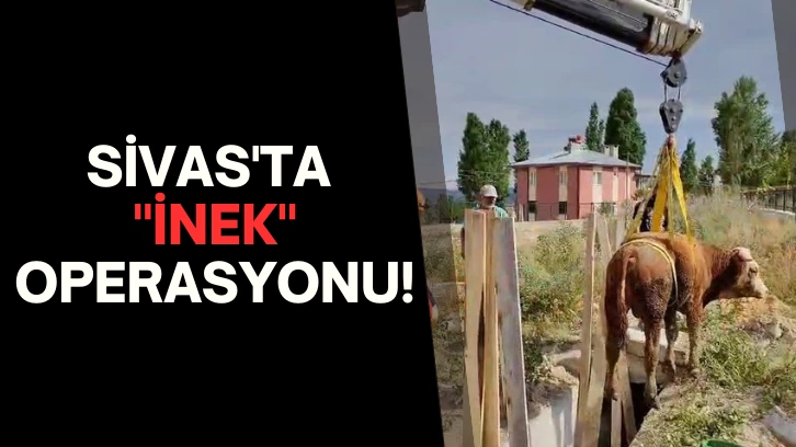 Sivas'ta "İnek" Operasyonu!