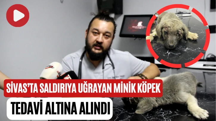 Sivas’ta Saldırıya Uğrayan Minik Köpek Tedavi Altına Alındı