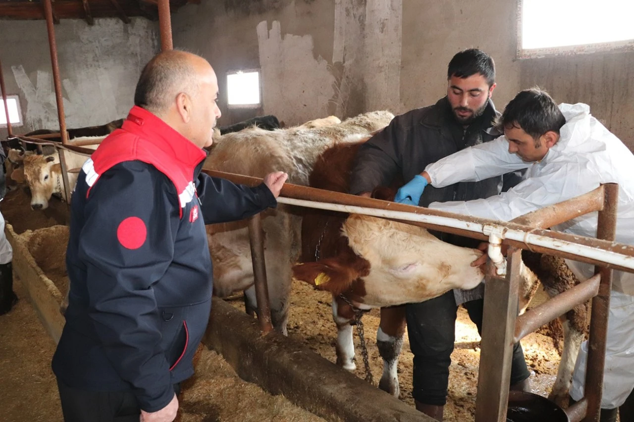 Sivas'ta Şap Aşısı Kampanyası Başlatıldı!