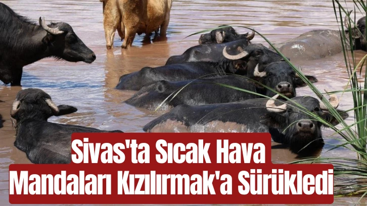 Sivas'ta Sıcak Hava Mandaları Kızılırmak'a Sürükledi