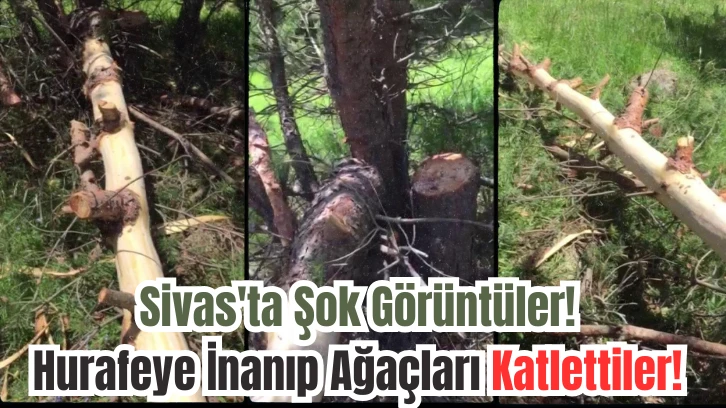 Sivas'ta Şok Görüntüler! Hurafeye İnanıp Ağaçları Katlettiler! 