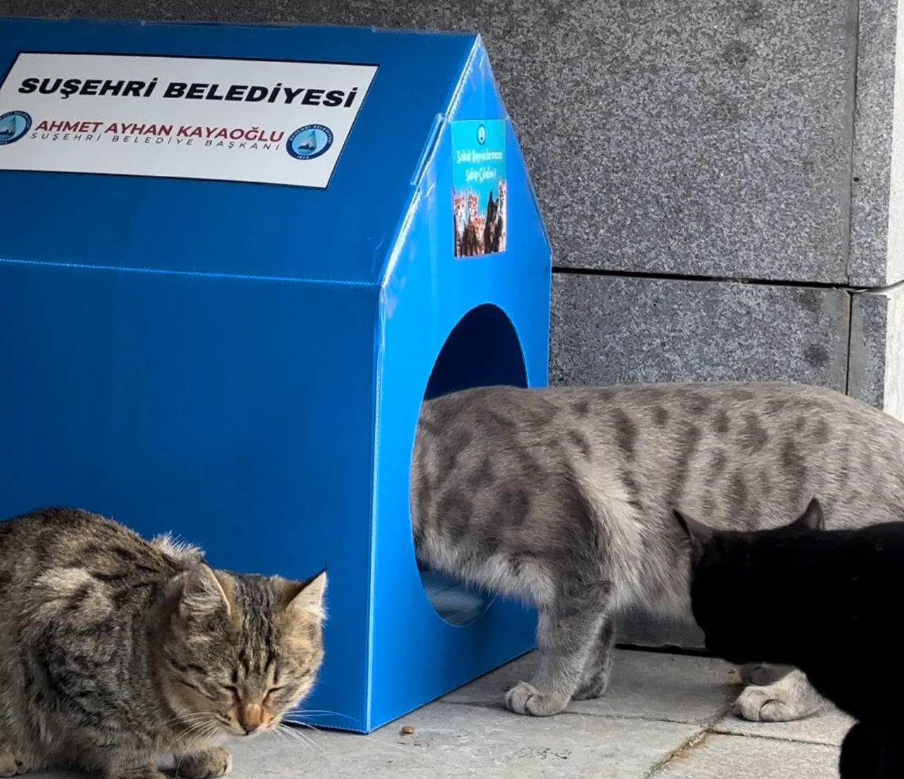 Sivas'ta Sokak Hayvanları için Proje! 