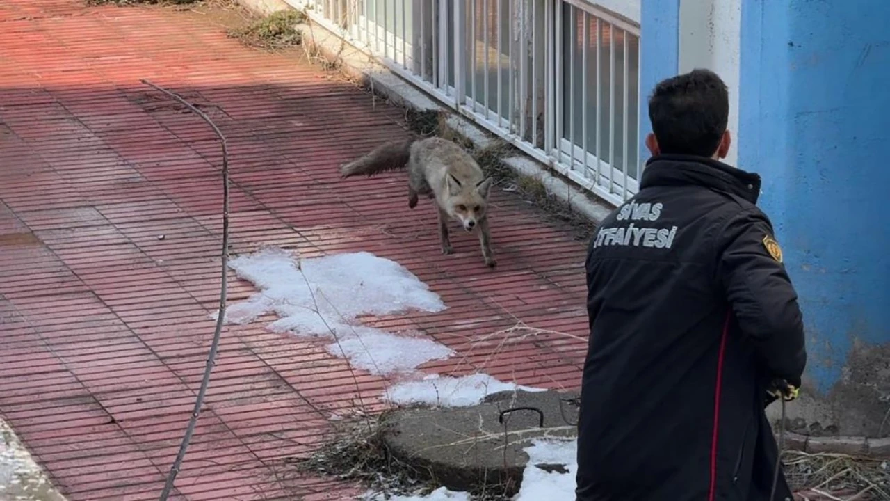 Sivas'ta Tilki Kaçtı, Ekipler Kovaladı! 