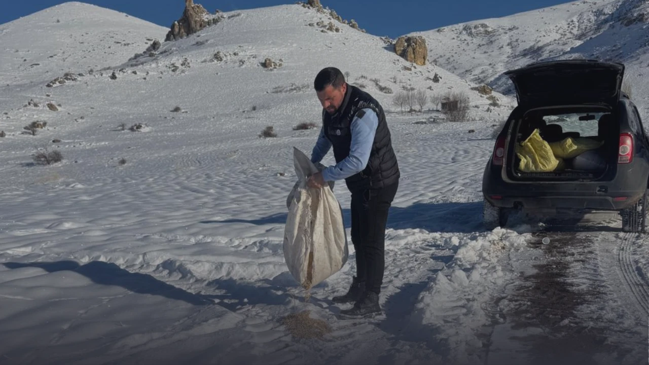 Sivas'ta Yaban Hayvanları için Doğaya Yem Bırakıldı