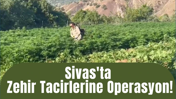 Sivas'ta Zehir Tacirlerine Operasyon!