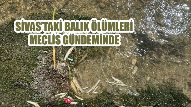 Sivas’taki Balık Ölümleri Meclis Gündeminde 