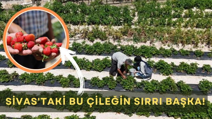 Sivas'taki Bu Çileğin Sırrı Başka! 