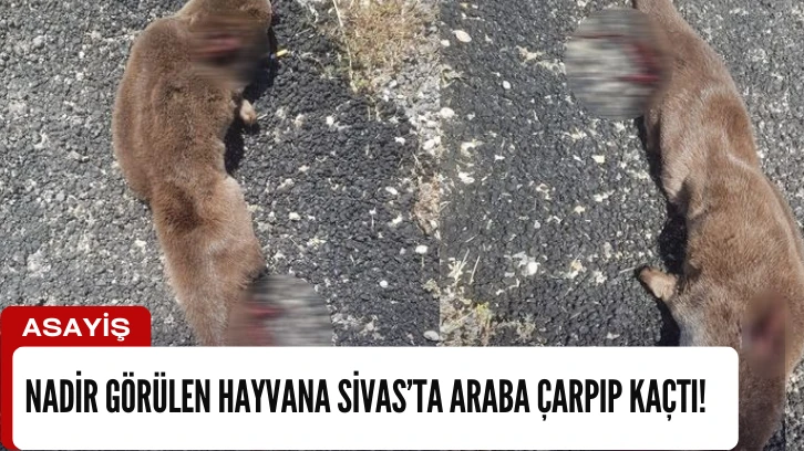 Nadir Görülen Hayvana Sivas'ta  Araba Çarpıp Kaçtı! 