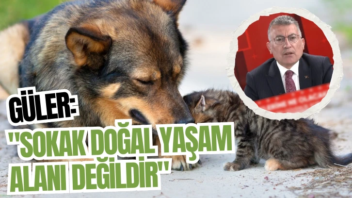 Sivaslı Vekil Güler: "Sokak Doğal Yaşam Alanı Değildir"