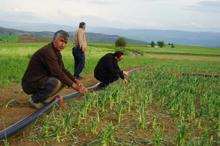 Taşköprü Sarımsağı Tarlalarında Yüzde 50 Verim Kaybı