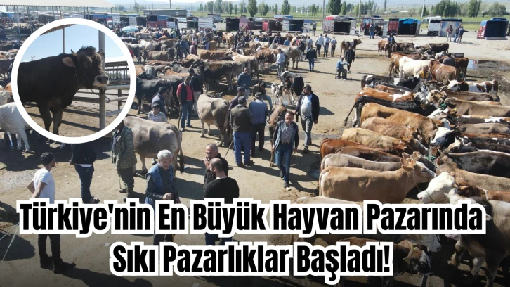 Türkiye'nin En Büyük Hayvan Pazarında Sıkı Pazarlıklar Başladı! 