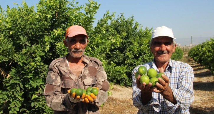 Türkiye’nin İlk ’Lime’ Hasadı Yapıldı 