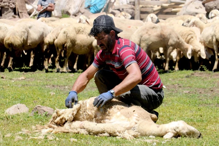 Yaylada Koyun Kırkma Mesaisi Başladı