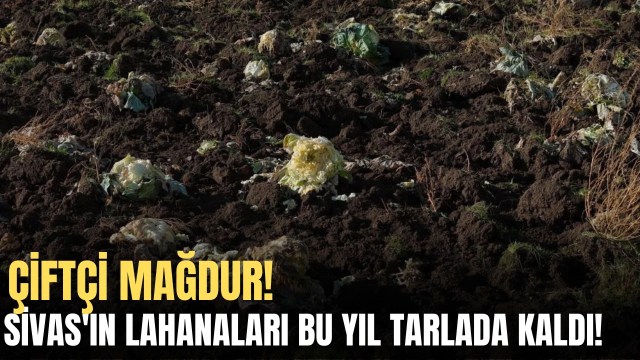 Çiftçi Mağdur! Sivas'ın Lahanaları Bu Yıl Tarlada Kaldı! 