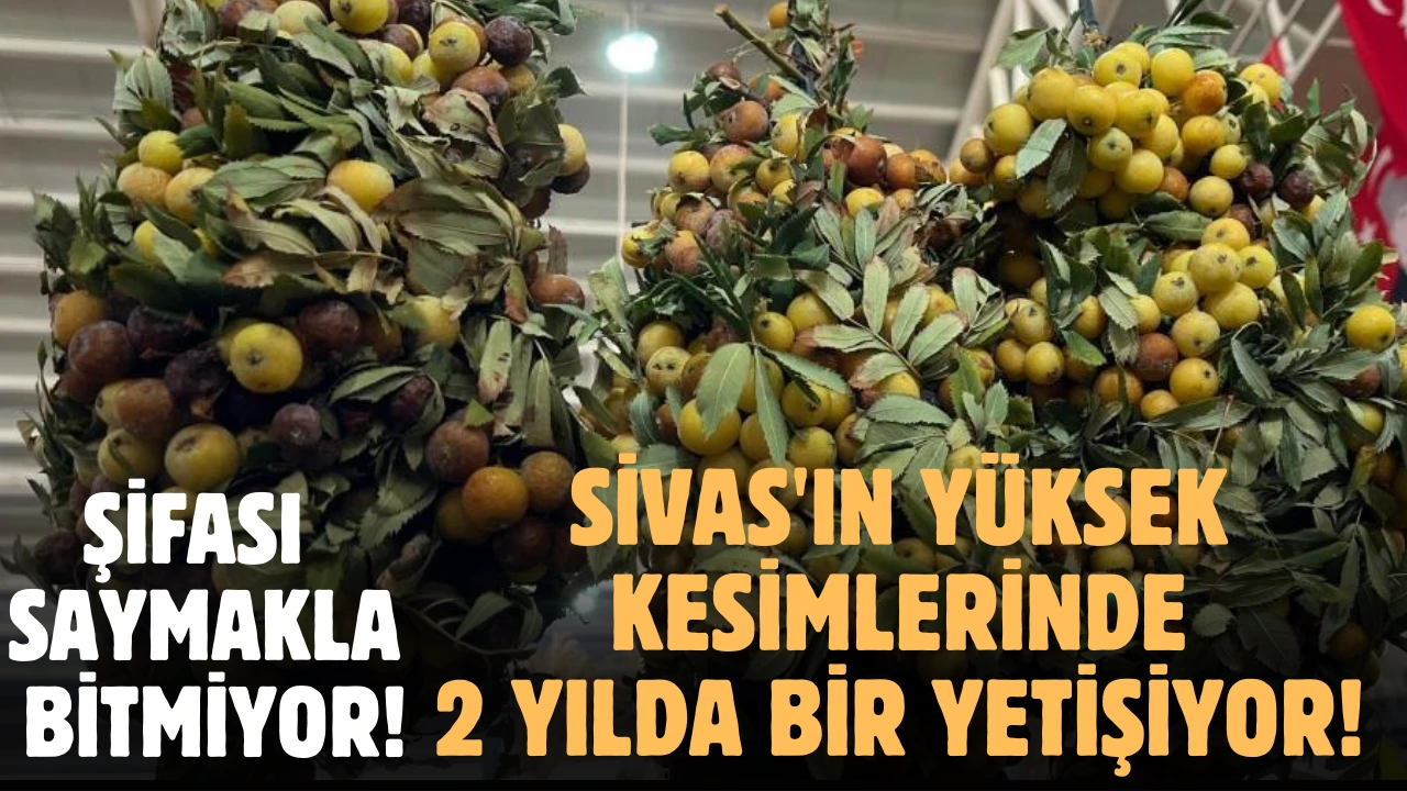 Sivas'ın Yüksek Kesimlerinde 2 Yılda Bir Yetişiyor! Şifası Saymakla Bitmiyor! 