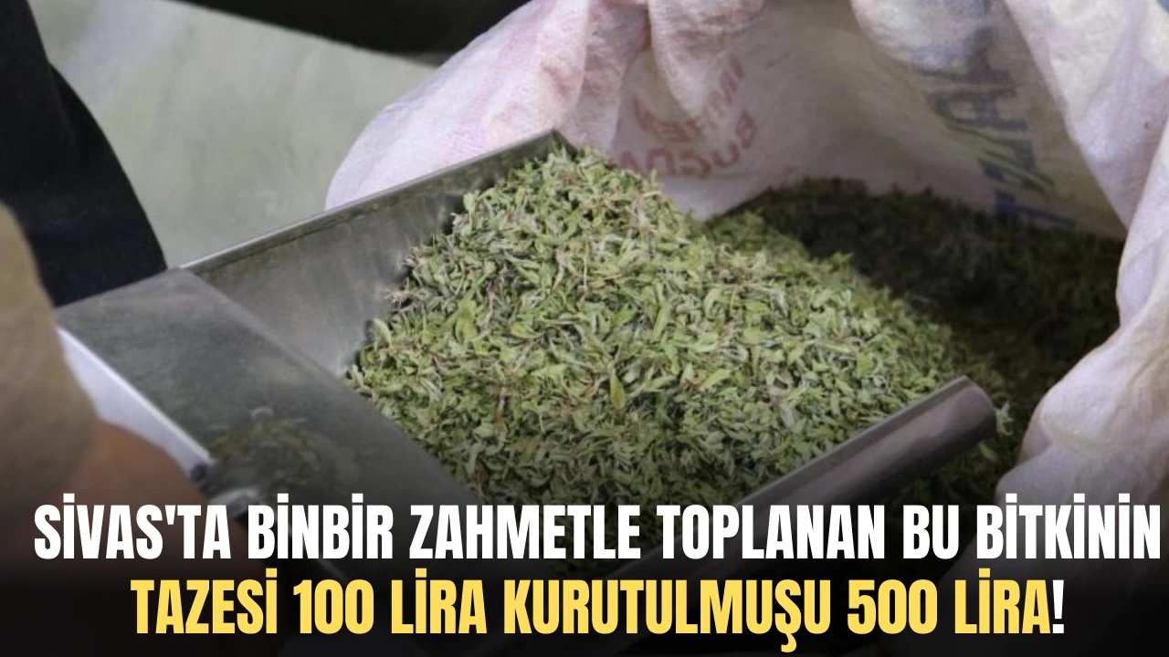 Sivas'ta Binbir Zahmetle Toplanan Bu Bitkinin Tazesi 100 Lira Kurutulmuşu 500 Lira!