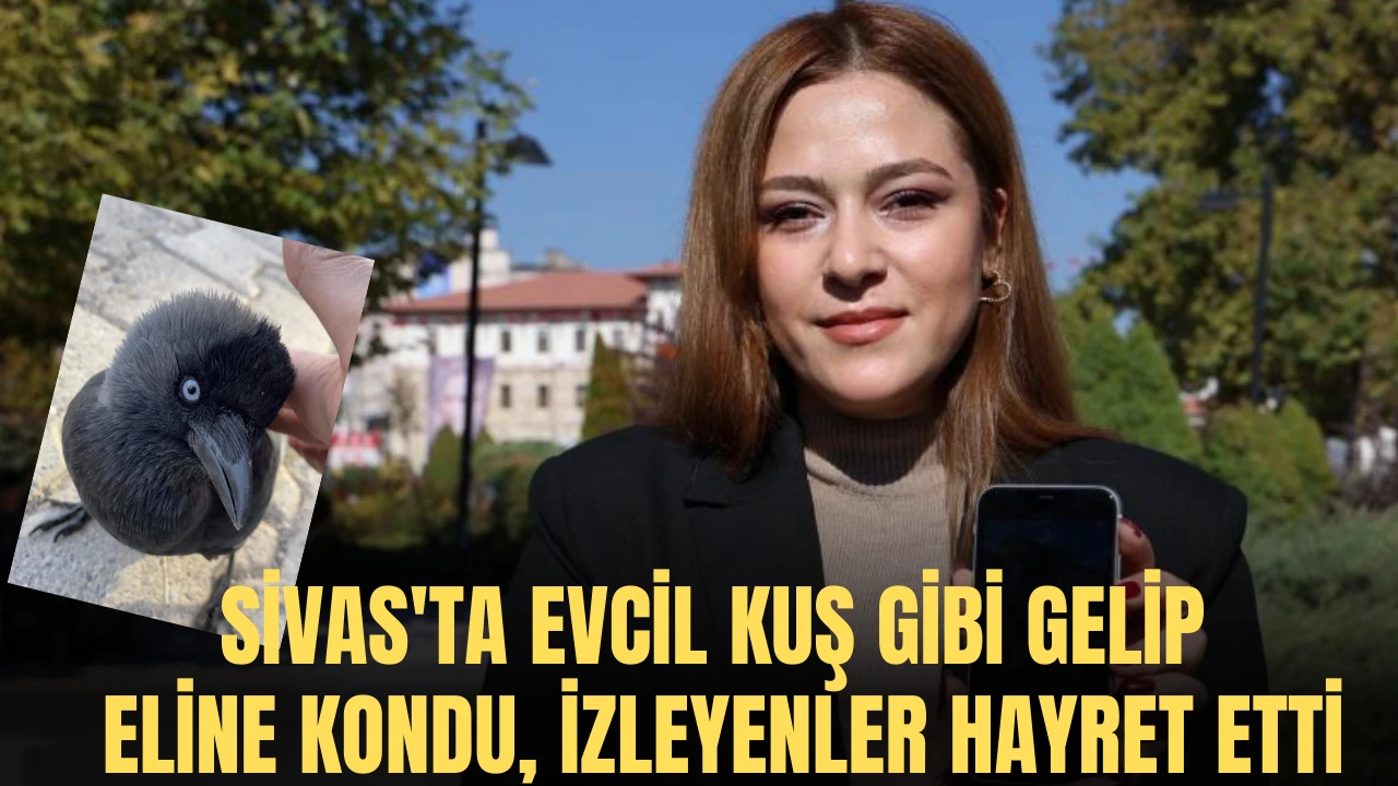 Sivas'ta Evcil Kuş Gibi Gelip Eline Kondu, İzleyenler Hayret Etti