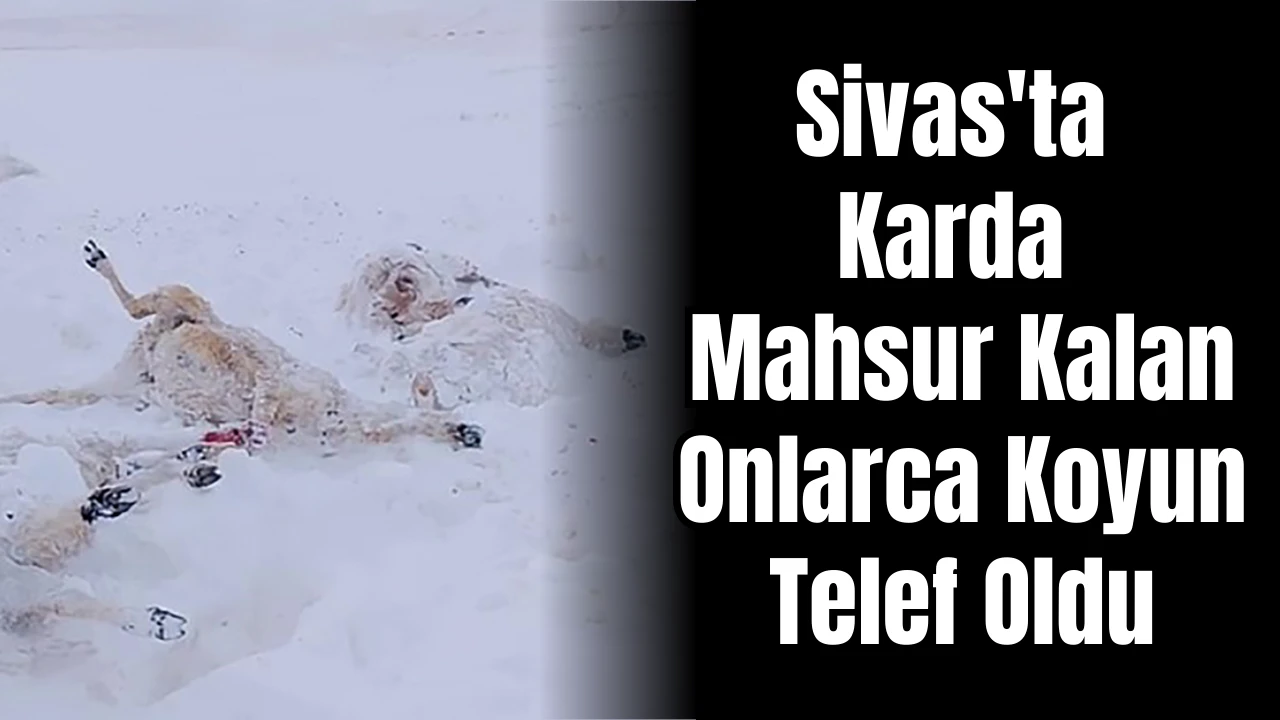 Sivas'ta Karda Mahsur Kalan Onlarca Koyun Telef Oldu