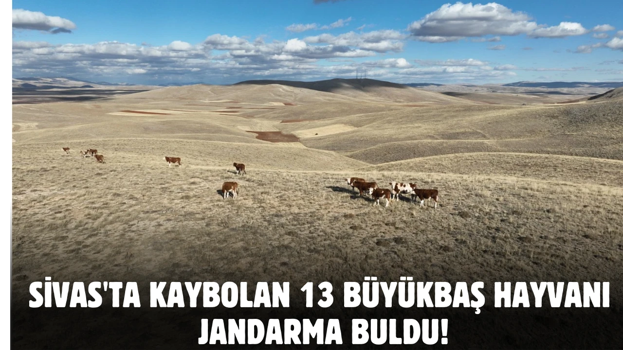 Sivas'ta Kaybolan 13 Büyükbaş Hayvanı Jandarma Buldu!