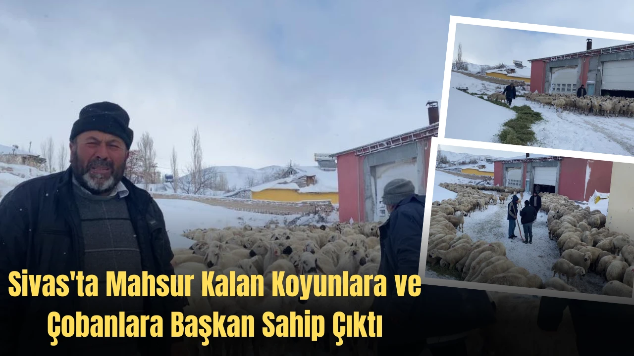 Sivas'ta Mahsur Kalan Koyunlara ve Çobanlara Başkan Sahip Çıktı