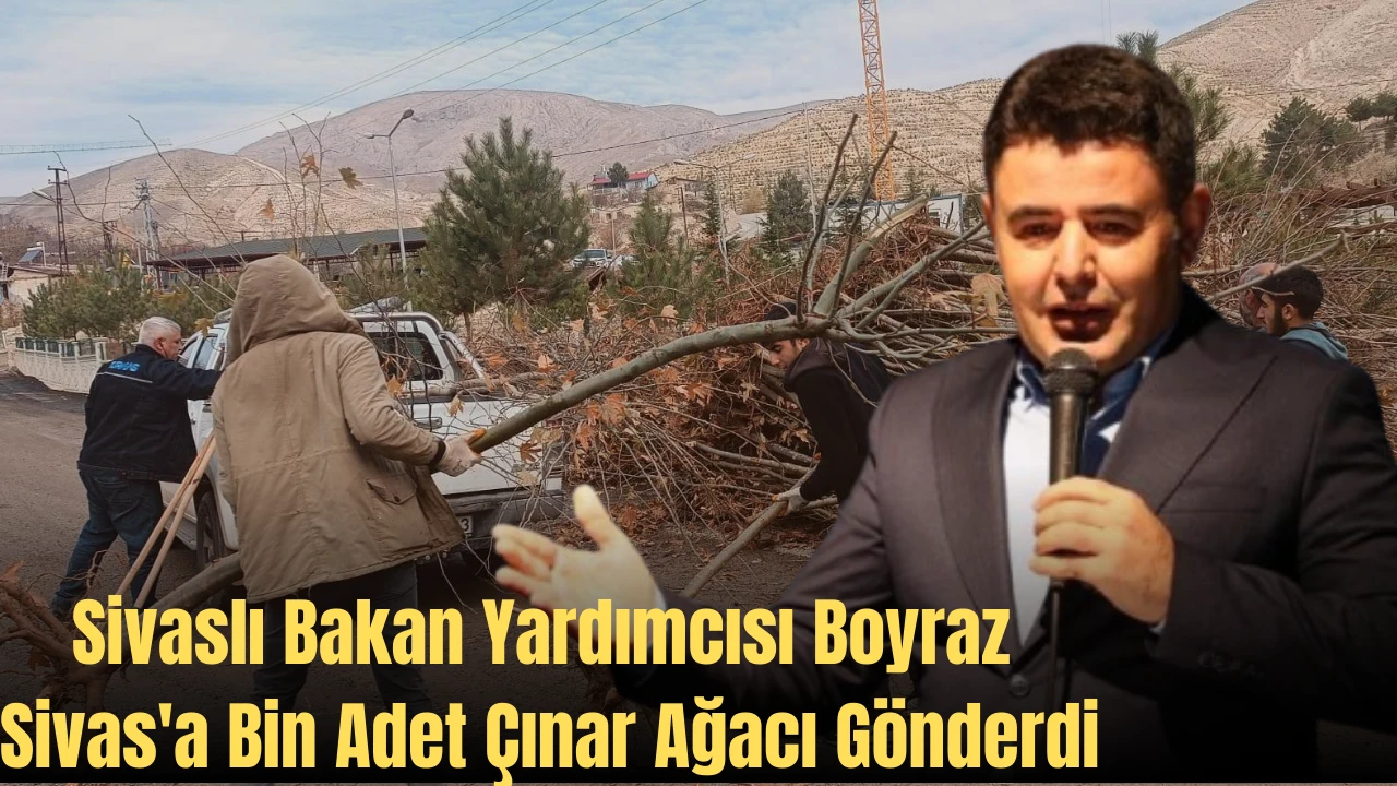 Sivaslı Bakan Yardımcısı Boyraz Sivas'a Bin Adet Çınar Ağacı Gönderdi