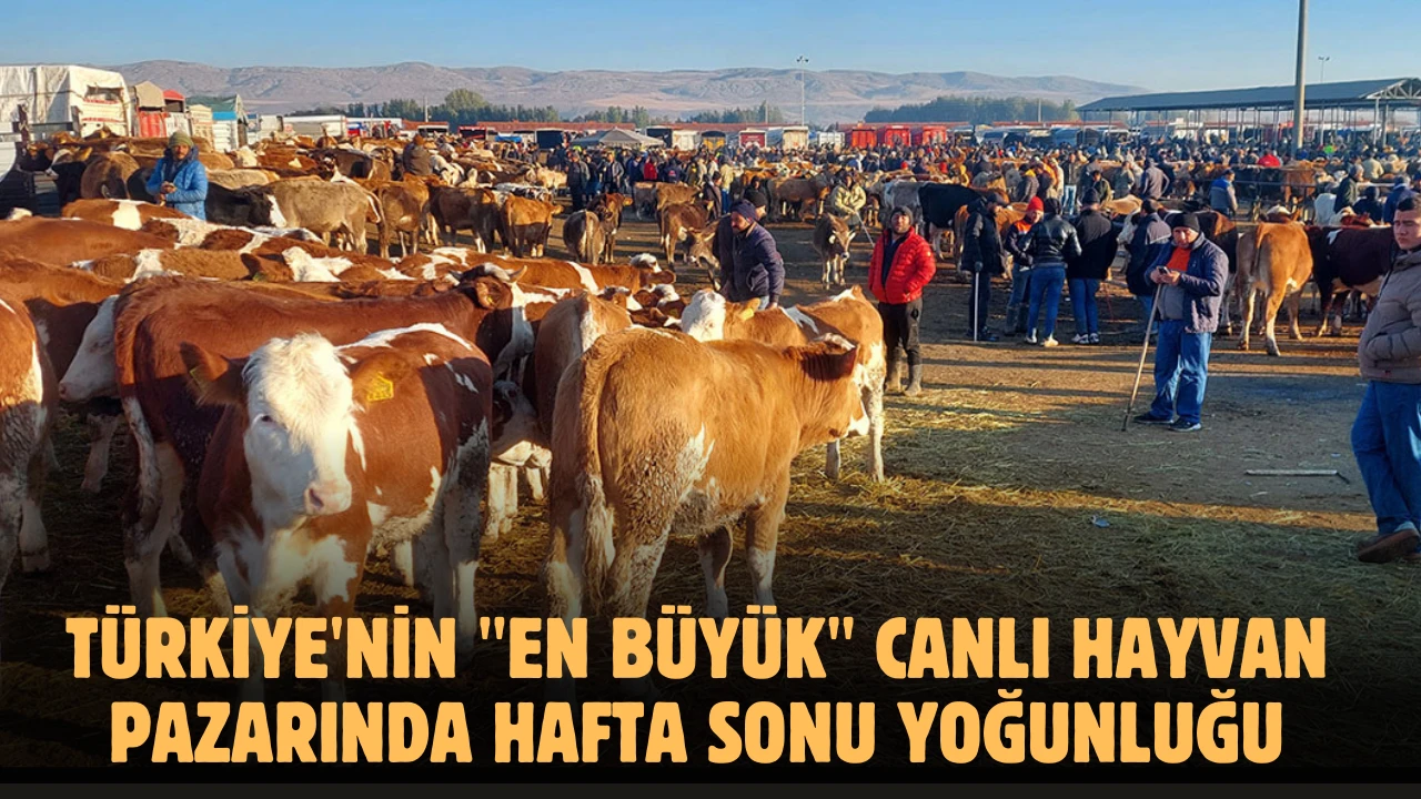 Türkiye'nin &quot;En Büyük&quot;  Canlı Hayvan Pazarında Hafta Sonu Yoğunluğu