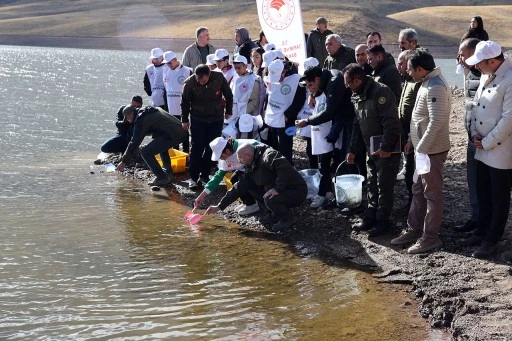 10 Bin Kırmızı Benekli Alabalık Yavrusu Sivas Sularına Bırakıldı 