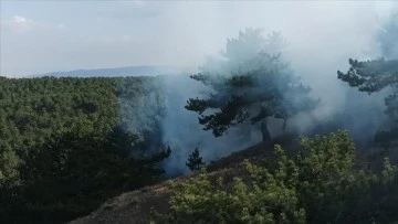 3 Dekar Ormanlık Alan Zarar Gördü