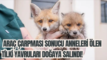 Araç Çarpması Sonucu Anneleri Ölen Tilki Yavruları Doğaya Salındı!