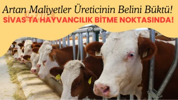 Artan Maliyetler Üreticinin Belini Büktü! Sivas'ta Hayvancılık Bitme Noktasında!