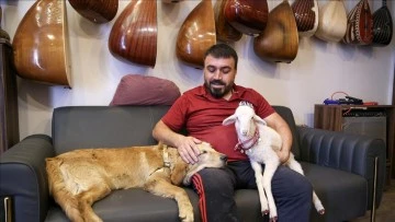 Bağlama Ustasının Sadık Dostları: Köpeği ve Kuzusu