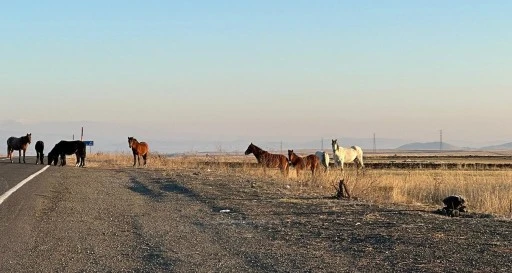 Başıboş Atlar Tehlike Saçıyor