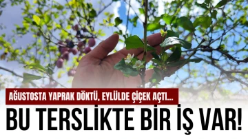 Bu Terslikte Bir İş Var!