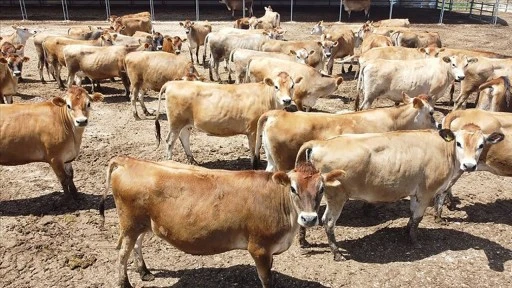 Damızlık hayvan üreme ürünlerine ilişkin usul ve esaslar belirlendi