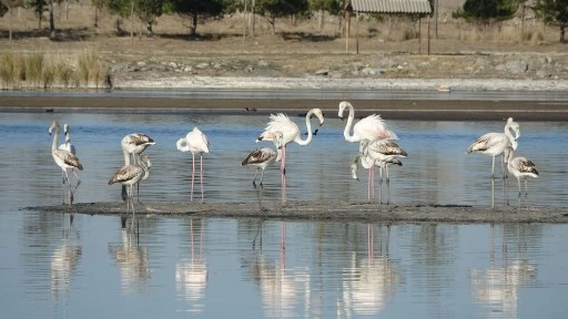 Flamingoların durağı, Ulaş Gölü oldu