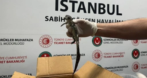 Gümrük Muhafaza ekipleri canlı hayvan kaçakçılığına engel oldu