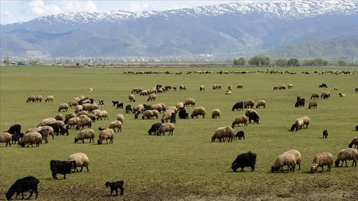 Hayvancılığa Destek Projesi kırmızı et üretimini artıracak