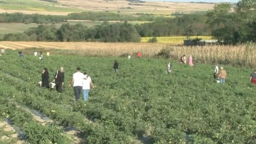 Herkes Bu Tarlaya Akın Ediyor, Vatandaşlar Tarladan Topladıkları Ürünleri Satın Alıyor