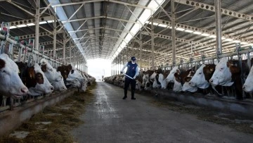 İnek Sütü Üretimi Mayıs Ayında Rekor Kırdı!