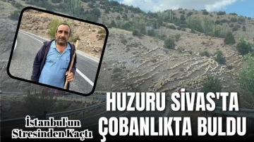 İstanbul'un Stresinden Kaçtı Huzuru Sivas'ta Çobanlıkta Buldu