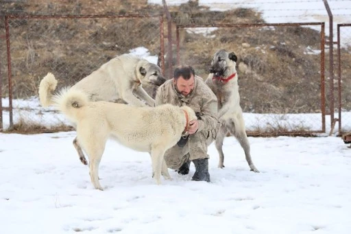 Kangal Köpekleri için Soğuk Terapi, Sıcak Depresyon