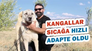 Kangallar Sıcağa Hızlı Adapte Oldu