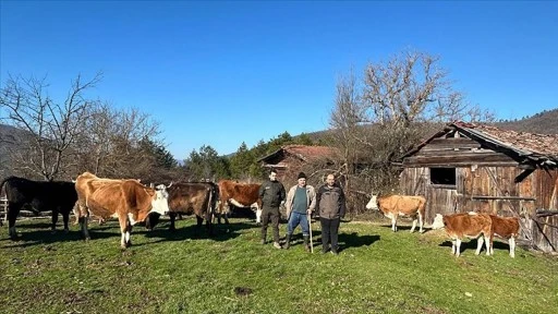 Kaybolan büyükbaş hayvanlar dronla bulundu