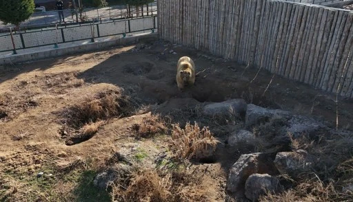 Kayseri'deki ayılar kış uykusuna yatmadı