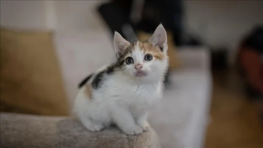 Kedi ve Köpeklerle İlgili Yönetmelikte Değişikliğe Gidildi! 