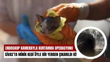 Minik Kedi Öyle Bir Yere Girdi Ki!