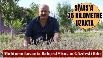 Muhtarın Lavanta Bahçesi Sivas’ın Gözdesi Oldu